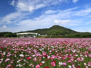 野間のコスモス畑 【さぬき市の名所】
