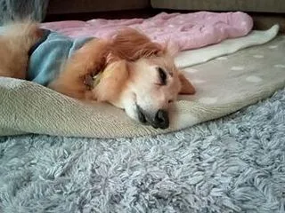 犬用オムツの伝いモレに悩んだ結果、たどり…