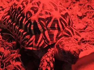 ☆ホシガメ☆お水を飲みに来ましたよ(^_…
