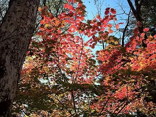 片品村 丸沼高原の紅葉 その４