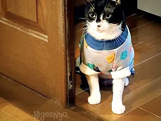 洋服を着た猫01 ～猫バカ日記