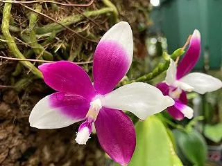 Phal.tetraspis Red