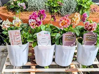 パンビオ待機苗の植え付けは今のところ完了…