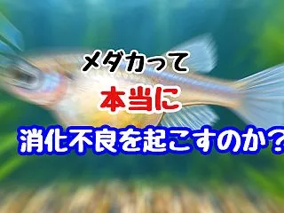 メダカって本当に消化不良を起こすのか？