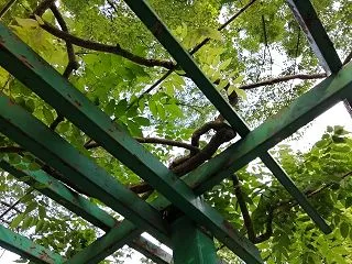 お隣の庭木問題。ご近所トラブルを避けるた…