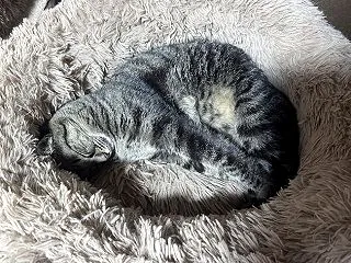 麦の冬支度