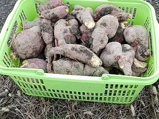 さつまいもの収穫