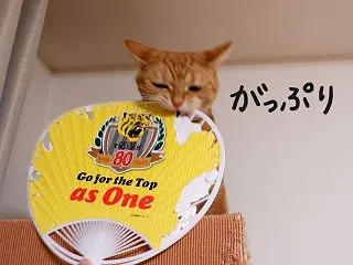 うちわと戦う、くるみ。