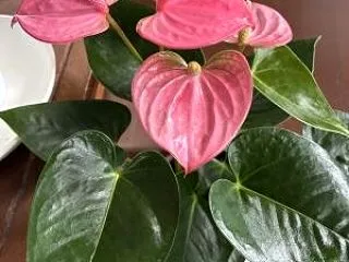 アンスリウム🌸