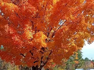 ★メイン州の友人から届いた紅葉とハロウィ…