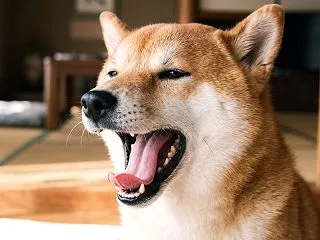 人生はあくびが出るほど長い