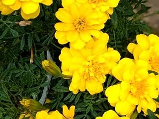 散歩の途中に