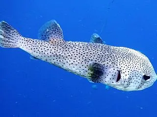 【まず3種】しものせき水族館 海響館で「…
