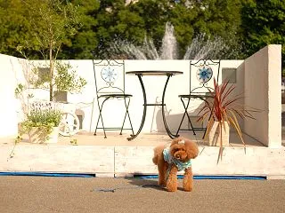 日比谷公園でのFranさんでおはよ&am…