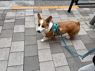 行きたいところは？