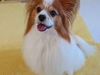 サロンシャンプー (╹◡╹)