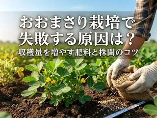 おおまさりの栽培で失敗する原因は？収穫量…