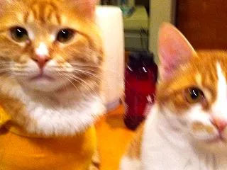 キャッチャリ発足前の保護猫たち