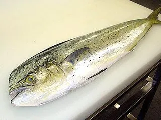 鬼頭魚（シイラ）