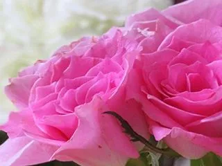 香りの記念日♪ でしゅ!!
