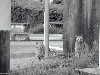 にゃんこ