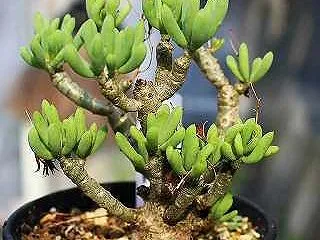万物想とユーフォルビオイデスと桃花白星ほ…