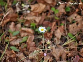 秋の草花とクモの巣あと