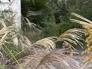 今朝は