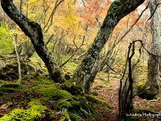 山かげに