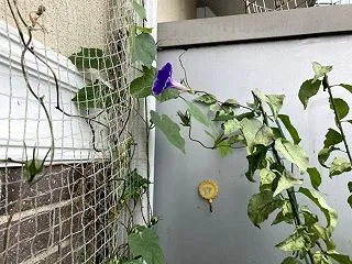 ボチボチ朝顔も片付けよう
