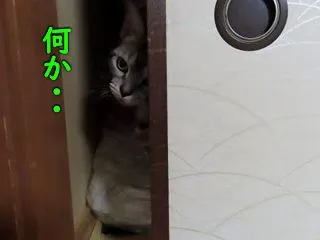 寒いというか・冷たい・・朝
