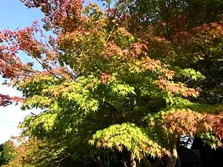 秋吉台紅葉だより