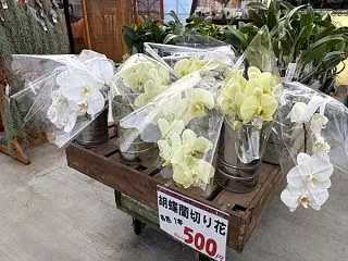 「胡蝶蘭って難しそう…」そんな方にこそ知…