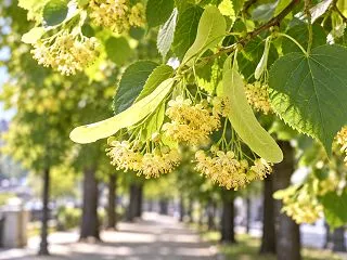 リンデンとは？「西洋菩提樹」の花のハーブ…