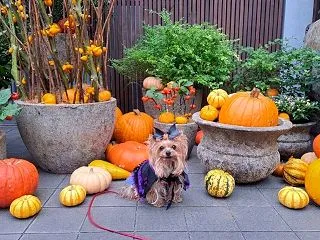 明日はハロウィン