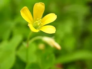 二度と盗みが出来ないように指を切り落とさ…