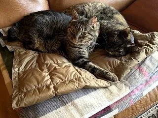 カゴもいいけど。