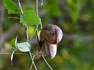 アケビとミツバアケビの実