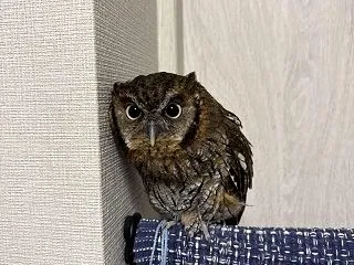 おはようございます🍓🍓🍓🍓🍓