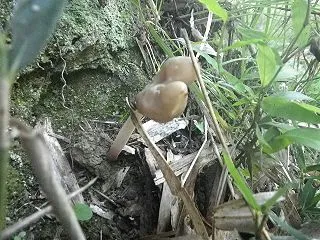 シソの種 ミズユキノシタの群生 林道夕舟…