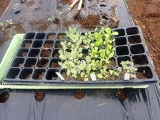 最後の移植