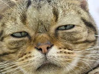 ♪理不尽な鑑定動画の世界にどう向かう！？…