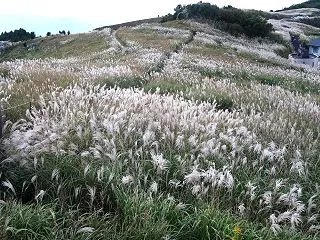 ススキゆれる生石高原