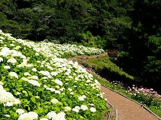 白とピンクのアナベルの小道（＠6月17日…