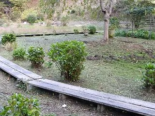 草刈（湿地の枝垂桜周り）