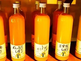 和歌山県有田市伊藤農園「みかんの木」有田…