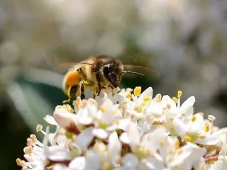 ミツバチが他の昆虫を攻撃し、ライバルを追…