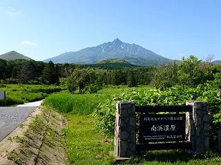 ミズバショウが意外に大きいと知った利尻南…