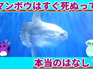 マンボウはすぐ死ぬって本当？最弱伝説の真…