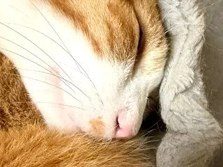 【あずとら日記】まんまる とらのすけ*